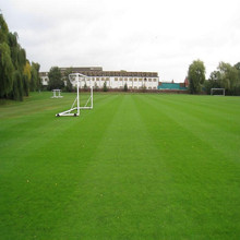 草坪种子 细叶结缕草种子 矮生四季青草坪种子 不修剪