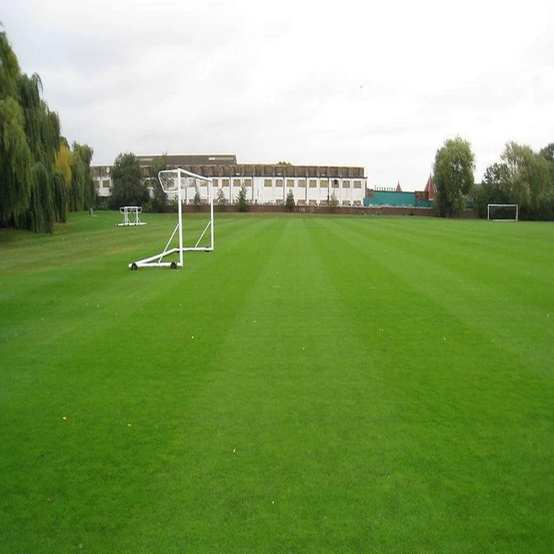 Тайвань № 2 семя пинг мелколистовой узел мелколистного семени карликовое семя Sijiqingping не обрезано