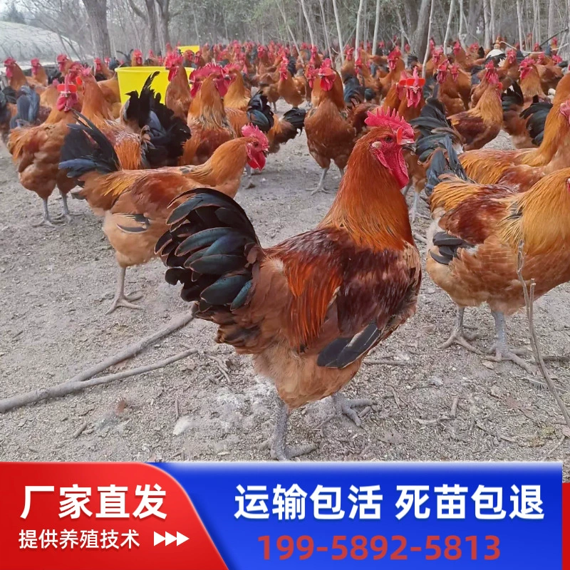 Местные цыплята с зелеными лапками, вылупленные цыплята, саженцы петухов, рыжеволосые петухи, беломясные травяные куры с зелеными лапками, местные цыплята на свободном выгуле оптом