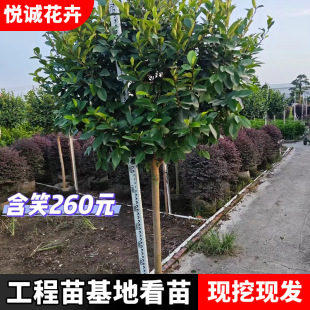 ��Ц����@�ֹ��̾G����ľɫ�K�G�h�е��^�pֲ��Y��Ц�L����