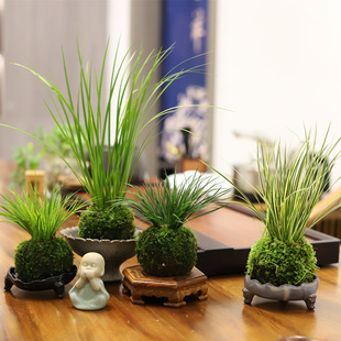 Moss Ball Calamus Potted Miniature Bonsai Office Desktop Foliage Tea Machine Plant All Year Round Evergreen Small Green Jikai