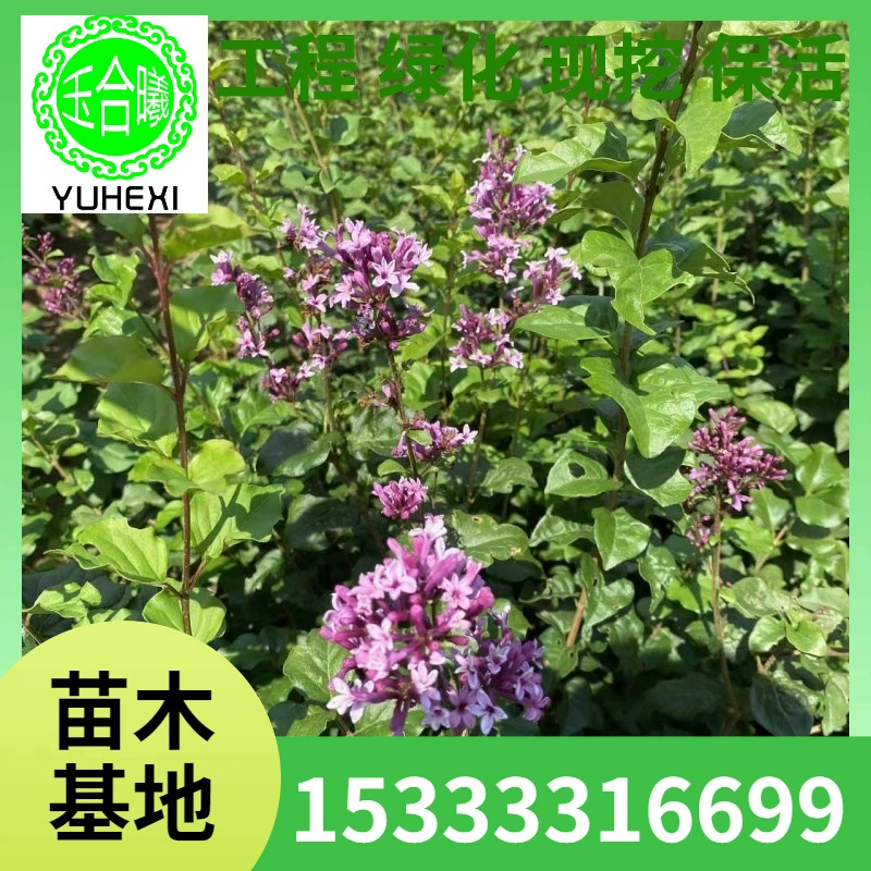 Сирень, сирень, четырехсезонная сирень, сиреневый ворс, сиреневый шар, малолистовая сиреневая изгородь, морозо- и засухотерпимая