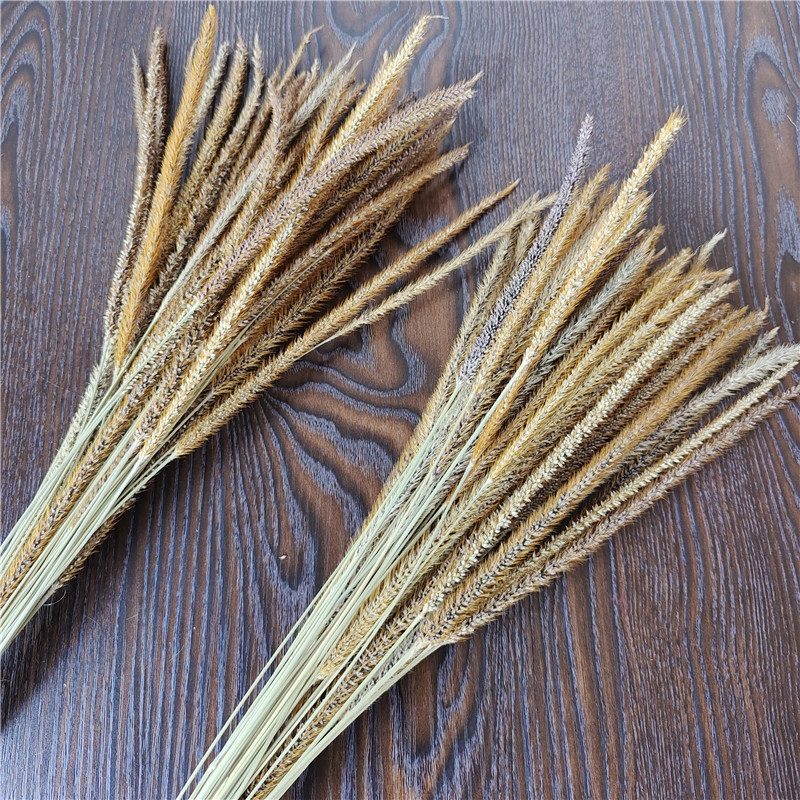 Liontail Grass Dried Flower Yunnan Bouquet Gold Silk Grass Little Yellow Grass Living Room Home Decor Ornament Flower Arrangement Material Home