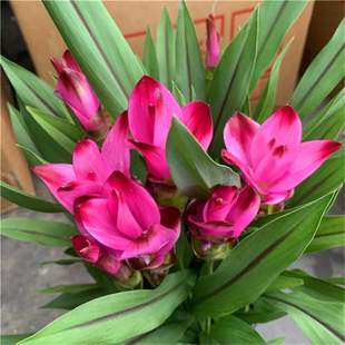 �M�ڽ��ɻ��N���͟��͕����������ͥԺ�̨�҃Ȱٺ������㻨��