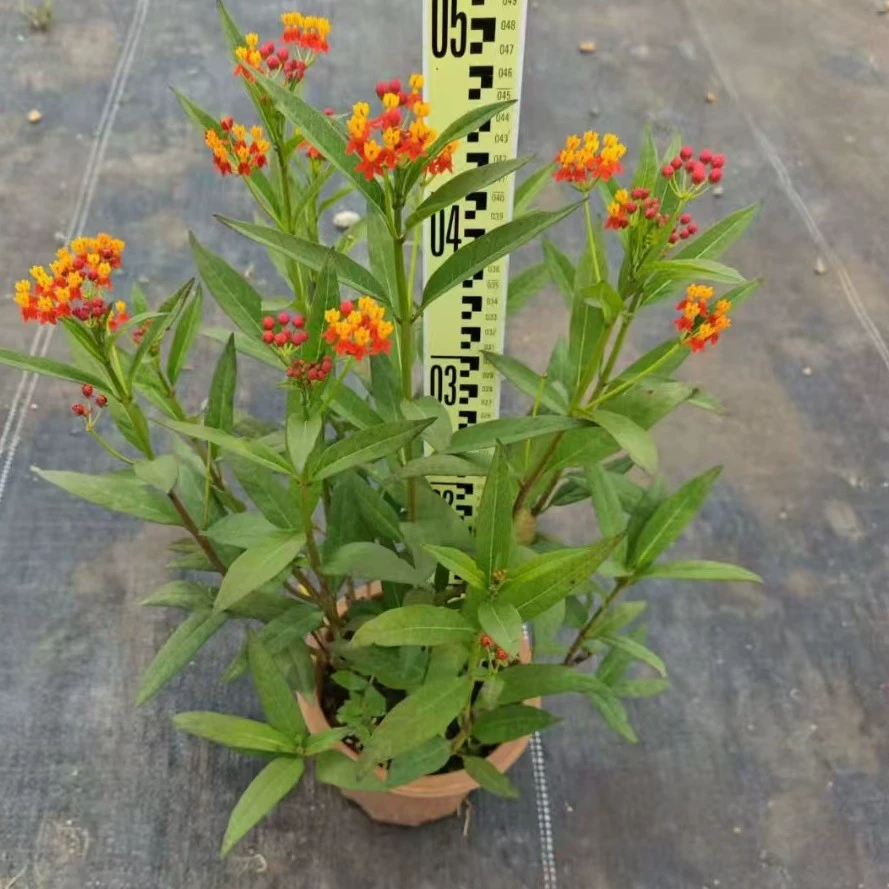 Малахитовые рассадные растения оптом, рассада для ландшафтных проектов, естественно высокая ширина кроны и плотное посадка без обнажения почвы