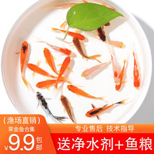 河南淡水魚圖片 海量高清河南淡水魚圖片大全 阿里巴巴 河南淡水魚圖片 海量高清河南淡水魚圖片大全 阿里巴巴