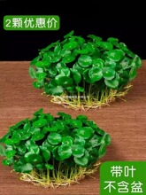 �~�X��ˮ��ֲ���Ϙ������҃���ˮ�B���~���X�ݸ�ѿ���B���B��Gֲ