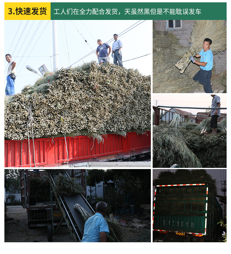 金枝竹竿扫把_12