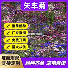 矢车菊花种子美丽乡村花籽耐寒蓝芙蓉种子道路景观绿化花卉花种籽