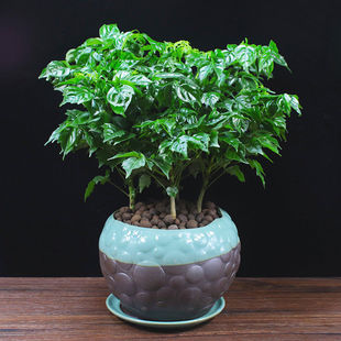 Happy Tree Potted Plants Are Evergreen in the Office and Are Easy to Grow Bonsais to Purify the Air. Desktop Green Plants