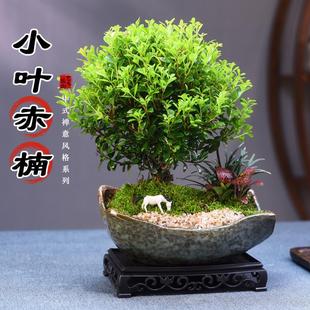 Small-Leaf Red Nan Bonsai Plant Indoor Office Tea Room Desktop Foliage Chinese Potted Green Plant Easy to Maintain in All Seasons