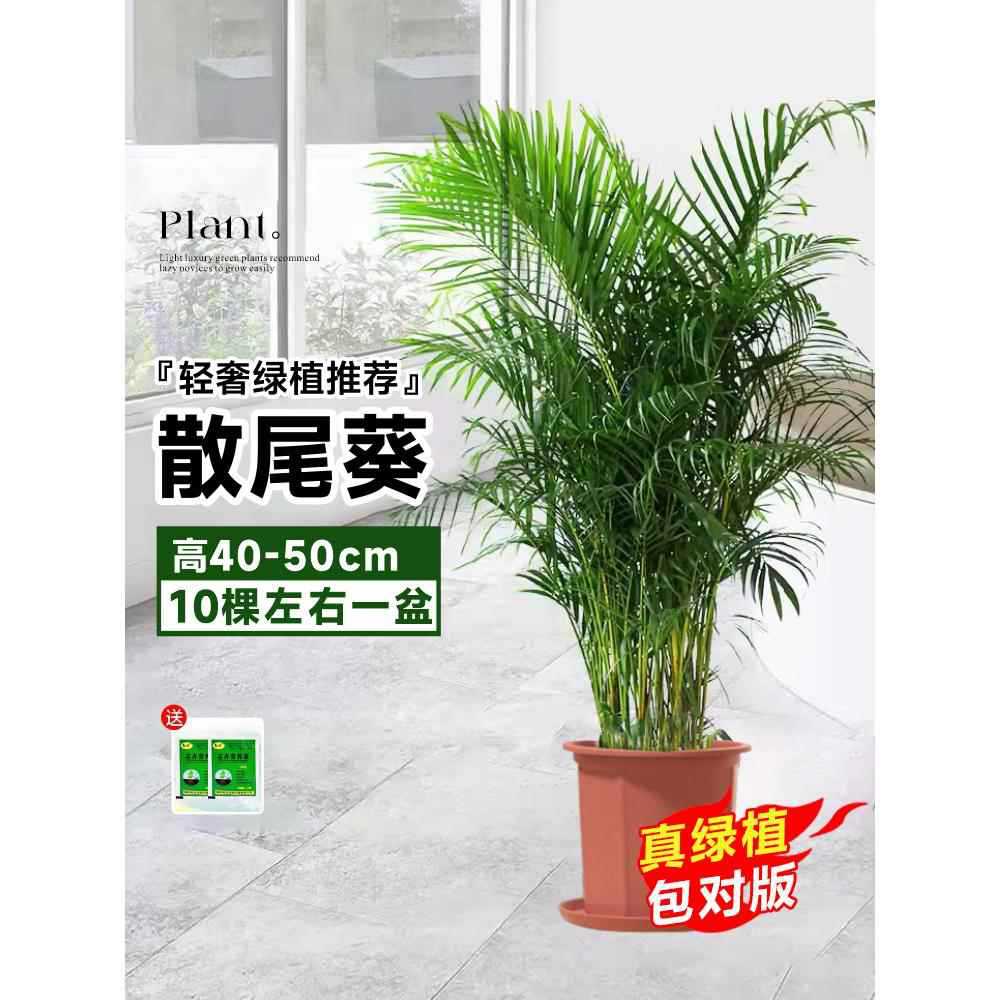 높이 40~50cm의 고급 산수이 해바라기 약 10그루 한 화분에(상록수, 사계절 내내 잘 자라며 생활하기 쉬움) 애완동물