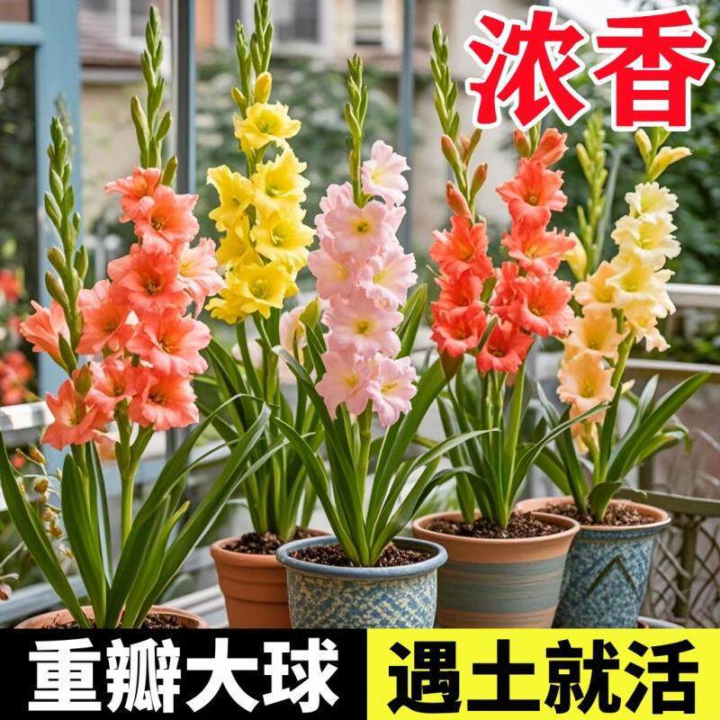 剑兰种球唐菖蒲花苗虹越进口多年生可盆栽地栽作切花球根花卉阳台