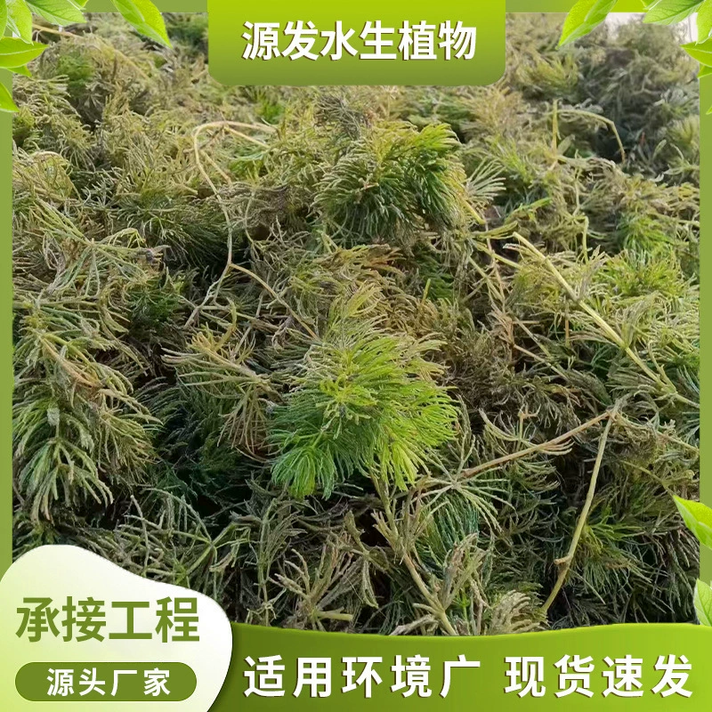 Hydrocotyle asiatica, погружное растение, Hydrilla verticillata, оптовая продажа различных проектов очистки и ремонта воды