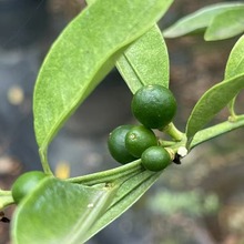 ��Ƥ�����ֲ�� ���� ��ͥ�@ˇ�Nֲ �ɶ��@�־G��������ľ