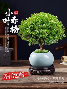 С�~����Ϙ�������̴΢���^�k�����ļ����B��z�ľ��������Gֲ