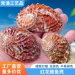 绚丽玫瑰鲍鱼壳贝壳海螺收藏标本水族箱造景工艺品摆件寄居蟹摆件