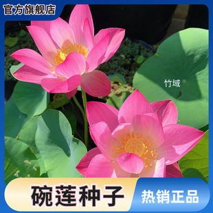 ߲ɫɏNˮ໨ˮBļɏɻɏźGֲˮֲ