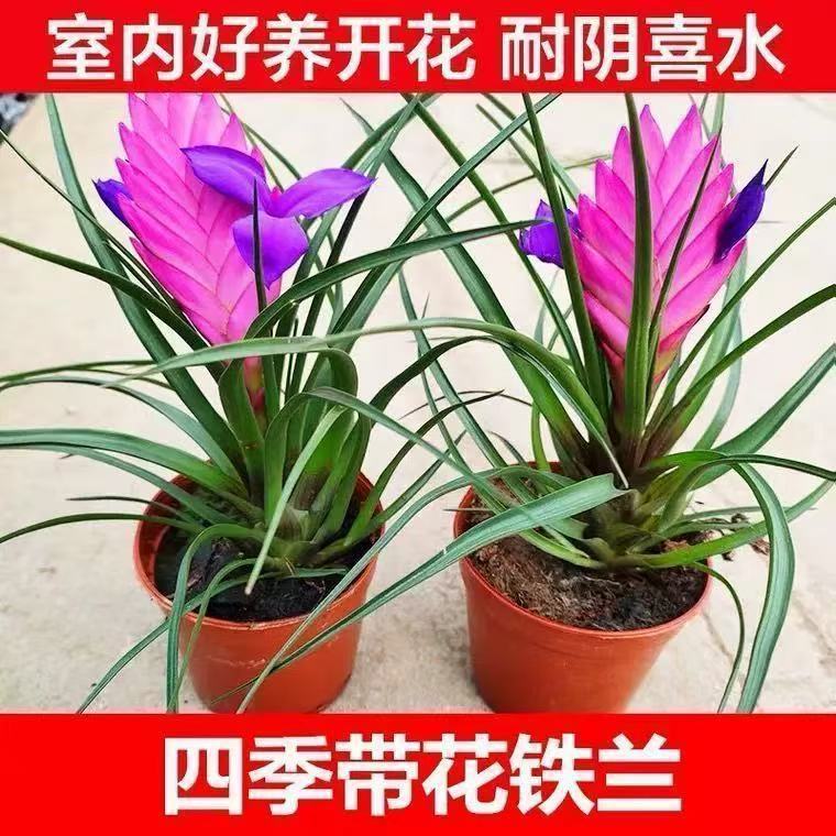 铁兰花盆栽招财手紫花凤梨植物室内桌面花卉盆景净化空气四季带花