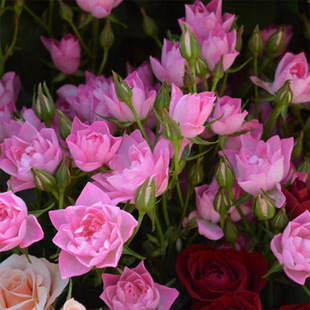 Heavenly Lotus Starry Rose Miniature Shrub with Multiple Heads and Multi-Season Blooms Mini Rose Lotus-Shaped Balcony Florals Blooming in All Seasons