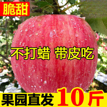 陕西红富士应季新鲜苹果水果冰糖心丑苹果整箱批发源工厂一件批发