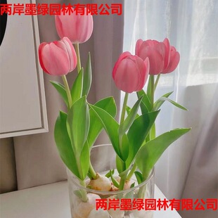 5�w������N��ˮ�����b����ƿ�ͺ��������ļ��Nֲ�L�������Ի���