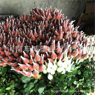 ���ܾW��õ���¼����W�����ɫ���ܾW�׸��N���ٱ��o�W��12����