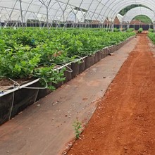 PP�Nֲ�� ���Ҵ���õ���¼��r�л��{ݮ��ݮ�߲� �o������