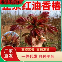 Tuona (Toona sinensis) красно-листная саженец, съедобные ароматные весенние почки — саженцы 1–12 лет, 40–110 см