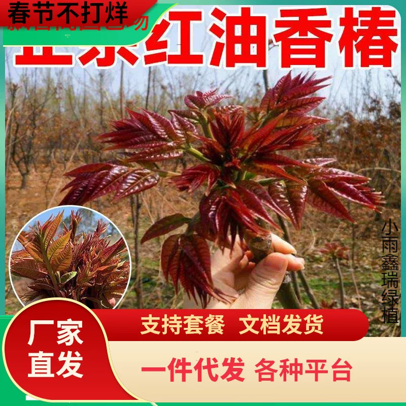 Tuona (Toona sinensis) красно-листная саженец, съедобные ароматные весенние почки — саженцы 1–12 лет, 40–110 см