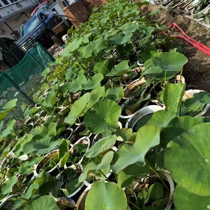 База продает большое количество водных растений лилии с высокой выживаемостью, сильными корнями и полным ассортиментом.