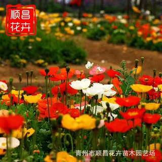 冰岛虞美人地被植物 宿根花卉供应 青州基地批发冰岛虞美人