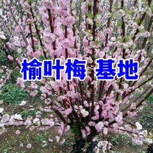 榆叶梅花树苗5-12公分骨里红梅基地榆叶梅紫叶红叶榆叶梅苗盆栽