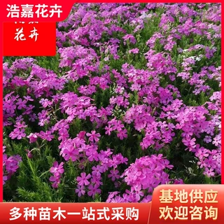 苗圃供应芝樱丛生福禄考 批发盆栽花坛绿化多年生宿根花卉芝樱
