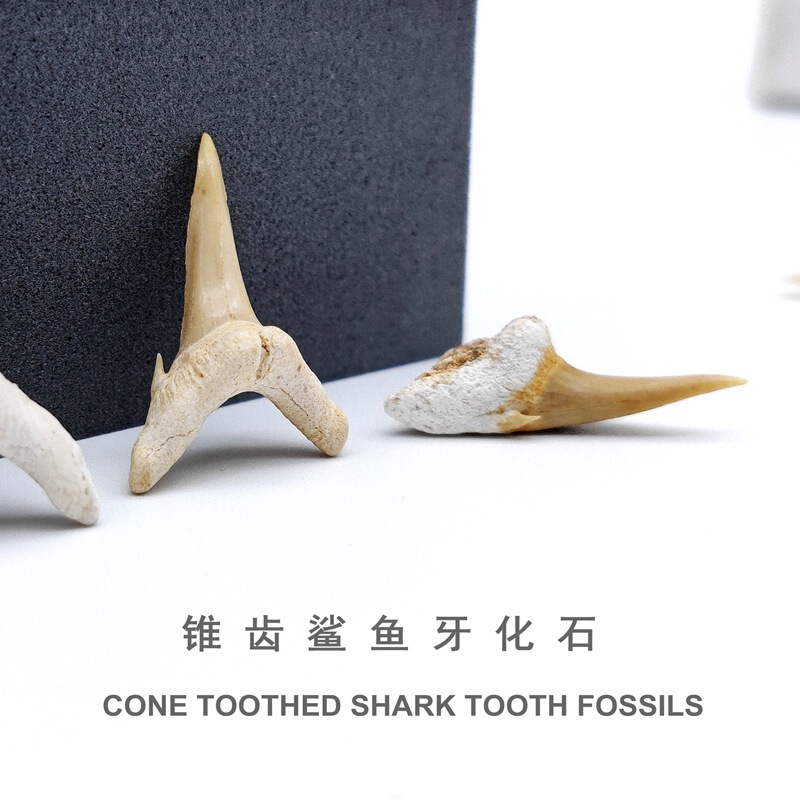 Cretaceous Morocco cone shark tooth fossil specimen paleontology animal pendant geological science popularization teaching Cretaceous Morocco cone shark tooth fossil specimen paleontology animal pendant geological science popularization teaching