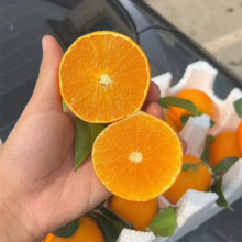 正宗爱媛果冻橙四季鲜橙爆汁橙子汁多肉厚鲜橙*3份（仅成都地区）