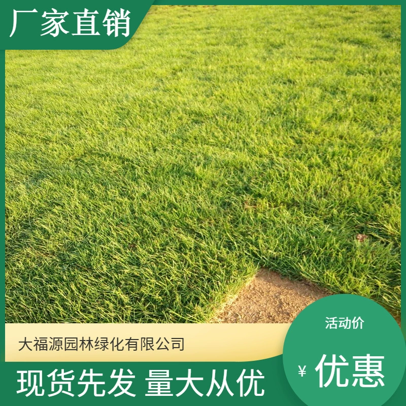 [Оптовая продажа с базы] Натуральный газон с почвой Manila Four Seasons Green Lawn Sand Культивированная зеленая трава Настоящий газон