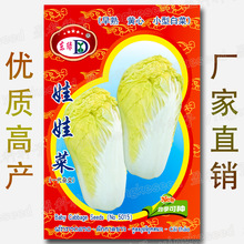 娃娃菜种子早熟黄心小白菜种籽易种春秋播种蔬菜种子原厂彩包菜籽