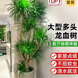 ��Ѫ��͏d�Gֲ���^��횘����F��͏d�Gֲ�҃ȴ�����Ѫ��ֲ������