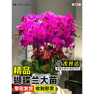 �����m���Ԏ����������m���҃��������ܴ���ֲ�ﴺ�����B�����