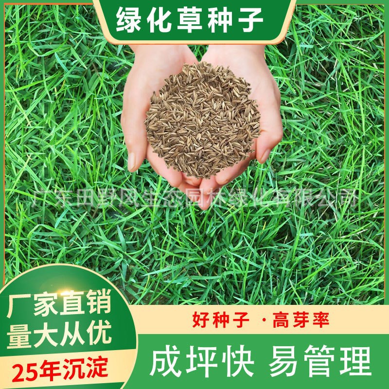 草坪种子四季常青边坡护坡复绿草籽黑麦草宽叶草狗牙根草种子批发
