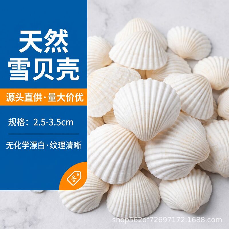 DIY shells and conches, white snow shells, aquarium landscaping, hermit crabs, wholesale by the pound, natural sea snails, shells, starfish, handmade DIY shells and conches, white snow shells, aquarium landscaping, hermit crabs, wholesale by the pound, natural sea snails, shells, starfish, handmade