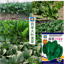 四季菠菜批发种子袋装摆摊一级玉米青菜叶菜品种水果草莓蔬菜籽