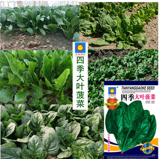 �ļ��������l�N�Ӵ��b�[��һ����������~��Ʒ�Nˮ����ݮ�߲���