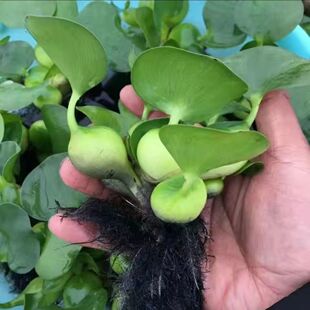 ˮ��ֲ��ˮ���J�P��ɏ�~���쾰ˮ�݈@�փ���ˮ�|�����������~