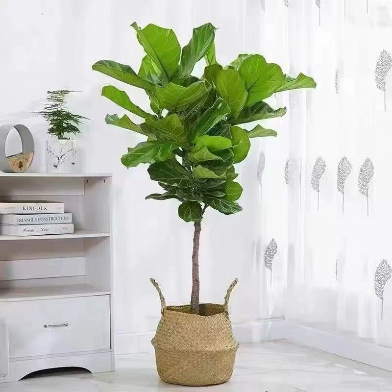 Plantas verdes en maceta de interiores, sala de estar, oficina, plantas de hojas grandes que absorben formaldehído, flores verdes que absorben formaldehído, plantas en maceta