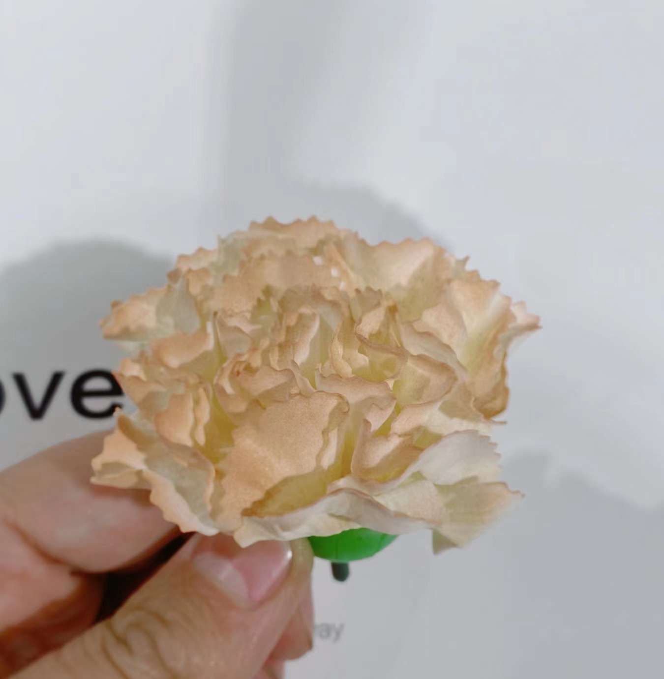 新款康乃馨-卡布奇诺