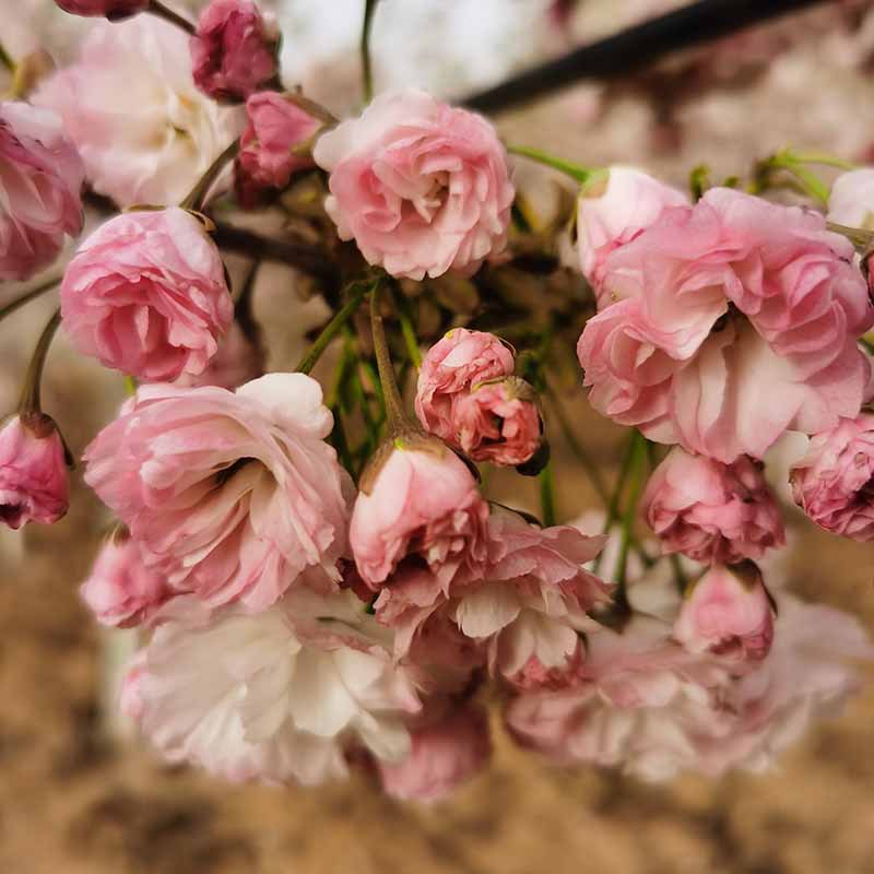 微信图片_20230818145726 副本.jpg