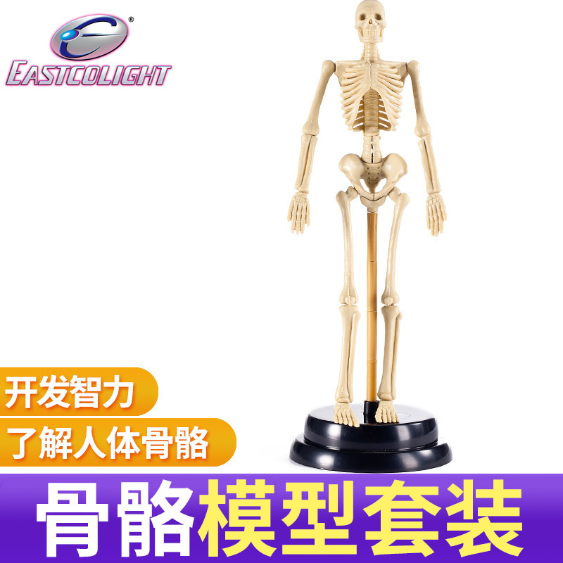 Professional physiological medicine skeleton for experiments