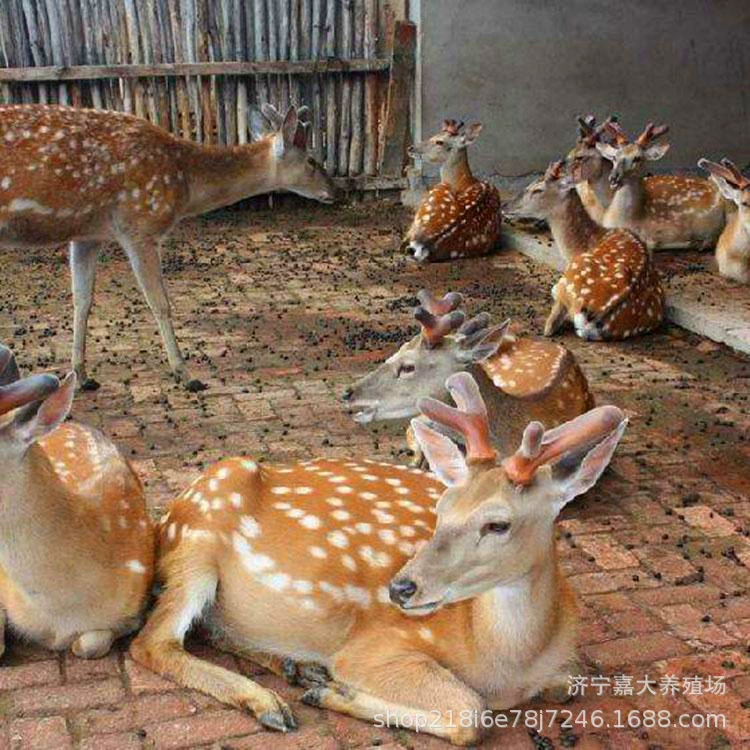 Взрослый Sika олень жить продажа олень ребенок олень цена родственники Одомашненные Sika олень туристический взаимодействие